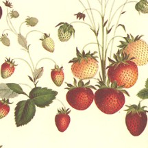 Petite Strawberries Print Italian Paper ~ Leonardo Communication